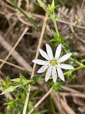 Stellaria pungens flower.jpg