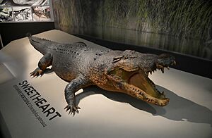 Sweetheart was the name given to a 5.1 m (17 ft) male saltwater crocodile and Northern Territory folk legend responsible for a series of attacks on boats in Australia in the seventies