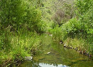 Torrensriver athelstone