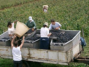 Vendanges - côtes de Beaune