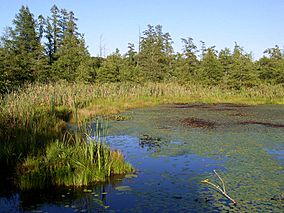 Volo Bog open-water center.JPG