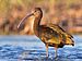 White-faced Ibis by Dan Pancamo.jpg