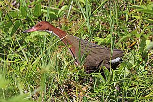 White-throated rail (Dryolimnas cuvieri cuvieri).jpg