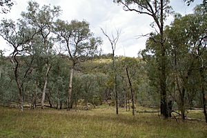 Woodland in Mt Pilot section