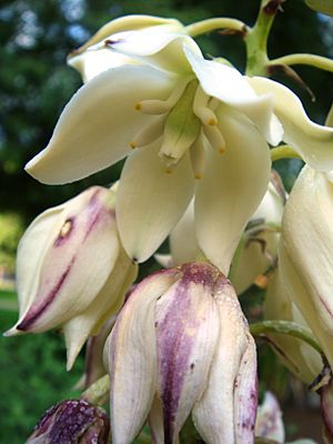 Yucca-aloifolia-20071002-2.jpg