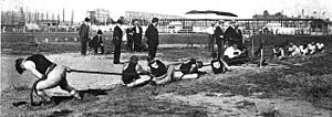 1904 tug of war (cropped)