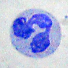 20100825 023736 Neutrophil