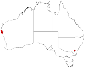 Acacia amblyophyllaDistMap32.png