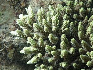 Acropora aculeus, pólipos.jpg