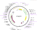 Addgene-plasmid-38252-sequence-48329-map