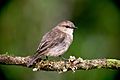 Adult dusky robin