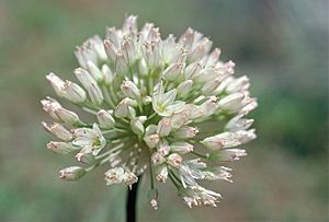 Allium howellii (Howell's onion) (5724554963).jpg