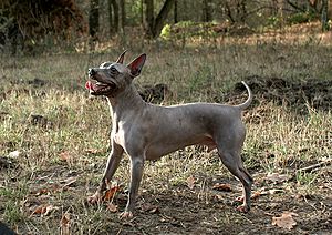 American hairless terrier Adelor2