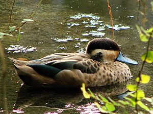 Anatra ottentotta (Zurich zoo).jpeg