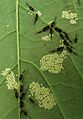 Aphids and live young under Sycamore leaf