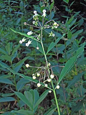 Asclepias exaltata (2985661678).jpg