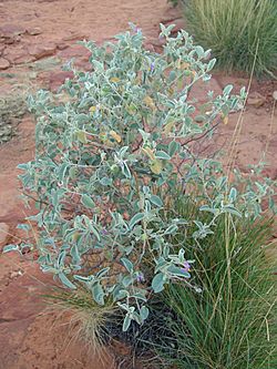 Australian bush tomato plant