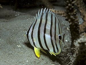 Bep chaetodon octofasciatus.jpg