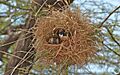 Black-capped social weavers building nest