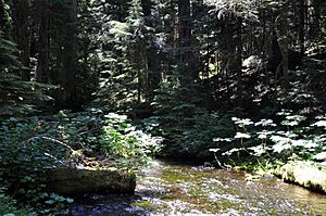 Bull run river near headwaters