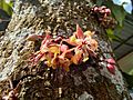 Cacao flowers at Cau chocolate village Bali