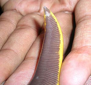 Caecilian wynaad2