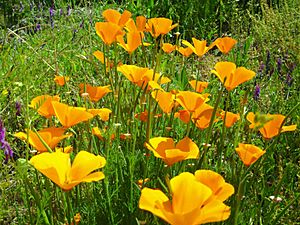 California Poppies American River