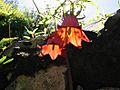 Canarina canariensis aragorn05