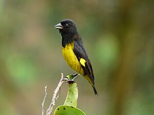 Carduelis xanthogastra -Manizales, Caldas, Colombia-8.jpg