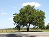 Celtis ehrenbergiana arbol.jpg