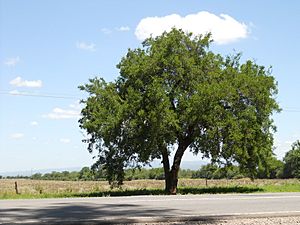 Celtis ehrenbergiana arbol.jpg