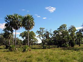 Chaco Boreal Paraguay.jpg