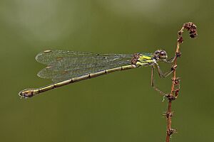 Chalcolestes viridis LC0323