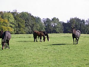 Chevaux de Westmeath