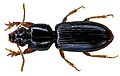 Clivina fossor bl