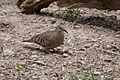 Common Ground-Dove San Pedro House & River Sierra Vista AZ 2019-05-06 11-52-31 (47762255252)