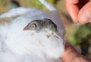 Crawford's gray shrew.jpg