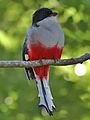 Cubaanse Trogon.jpg