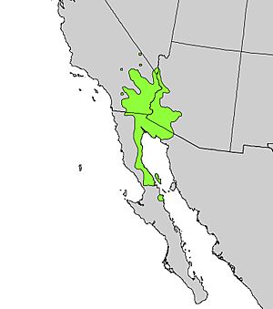 Dalea spinosa range map.jpg