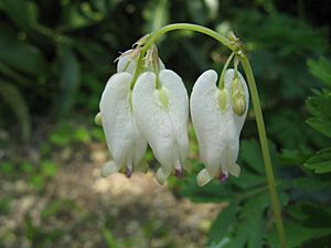 Dicentra formosa 'Aurora'2