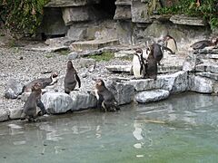 Dublin-zoo-08