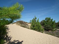 Dune à Boyardville