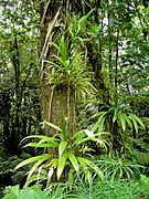 Epiphytes (Dominica)