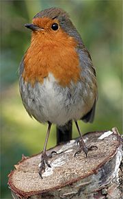 Erithacus-rubecula-melophilus Dublin-Ireland