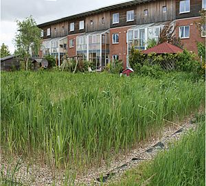 Flintenbreite constructed wetland