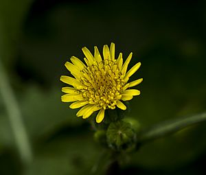 Flower of Sonchus oleraceus