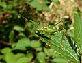 GT Speckled Bush Cricket picnic meadow