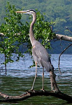 GreatBlueHeron