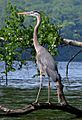 GreatBlueHeron