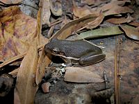 Green treefrog1 edited